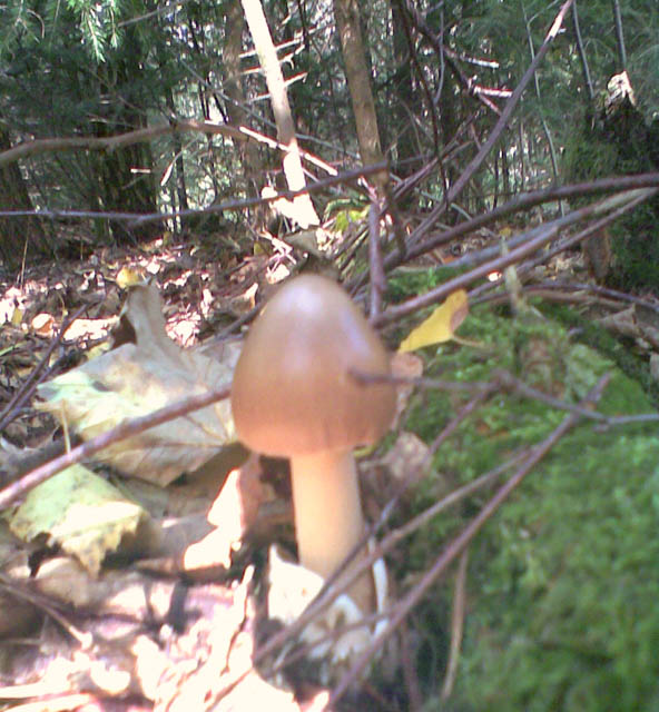 Verschonter Waldpilz